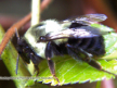 Bumble Bee