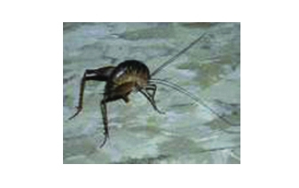 Camel / Cave / Stone Crickets